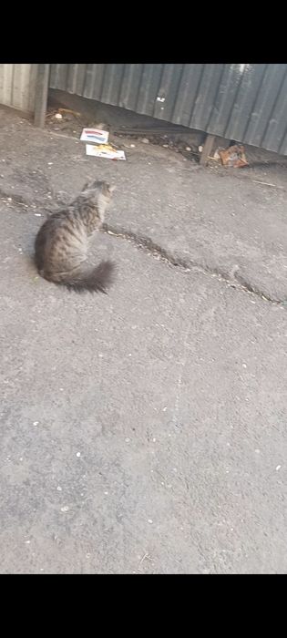 Уличный кот/кошка в добрые руки!