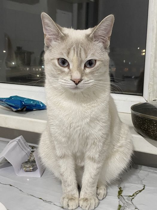 Вязка нужен жених