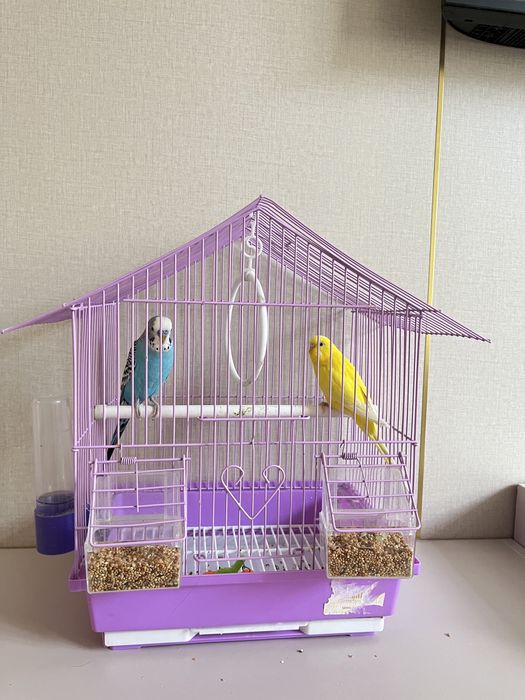 попугаичики 1 мальчик 1 девочка