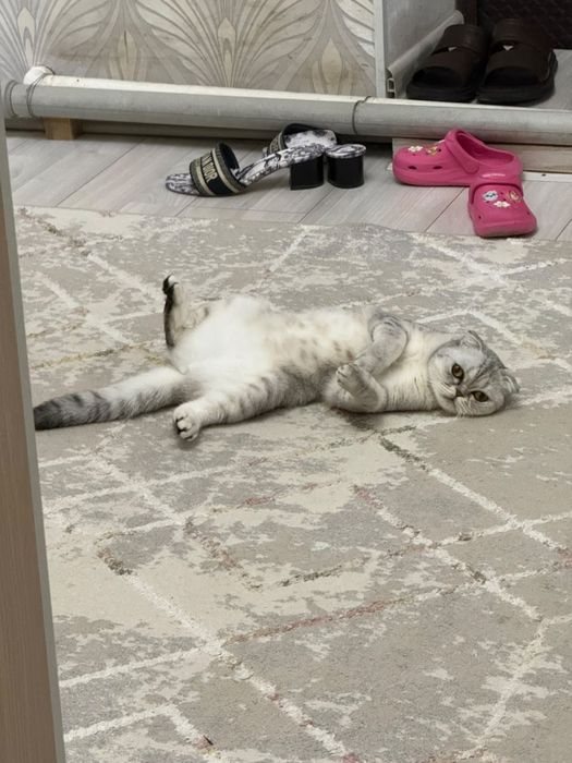 Шотландская вислоухая кошка