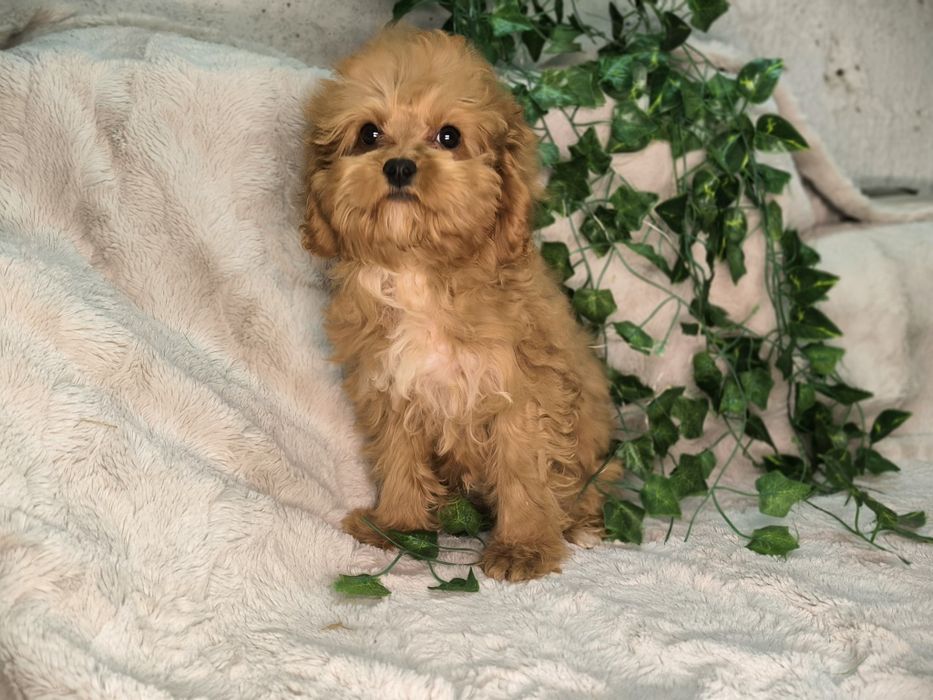 Vand baietel Cavapoo F1. Pasaport si microcip