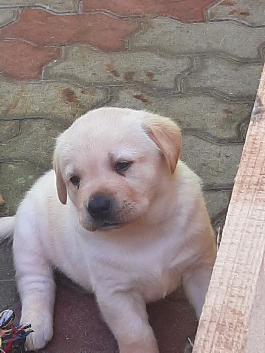 Cățel Labrador Retriever
