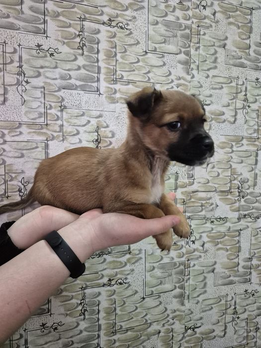 Ищут дом 4 щенка-мальчика