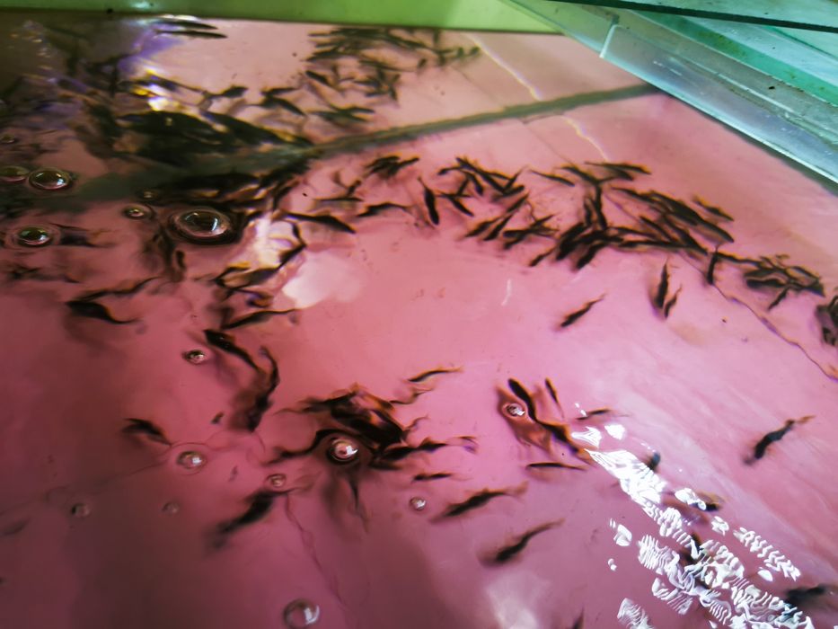 Sanitari de iazuri sau heleștee