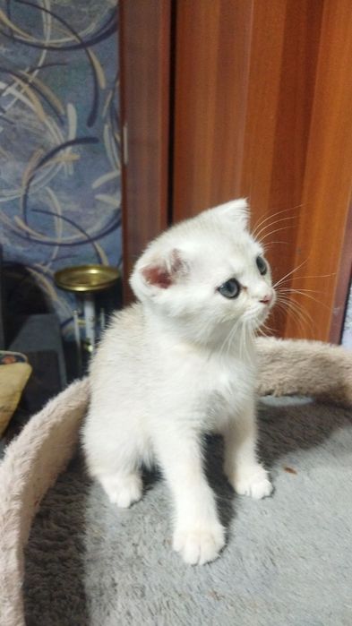 Продаются шотландские чистокровные котята