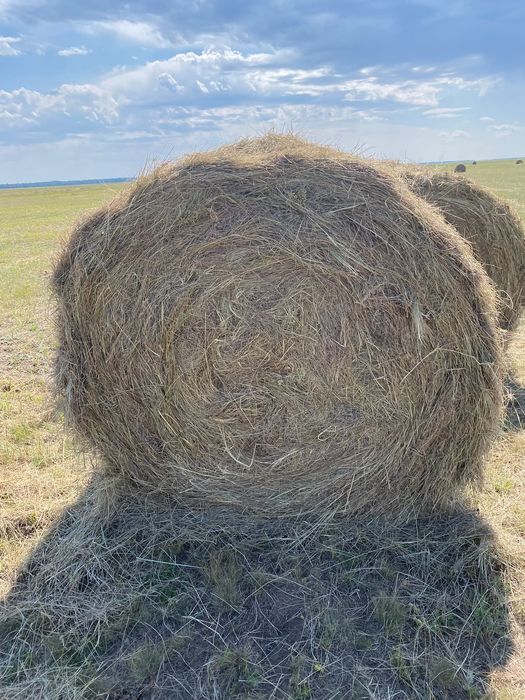Продам сено луговое