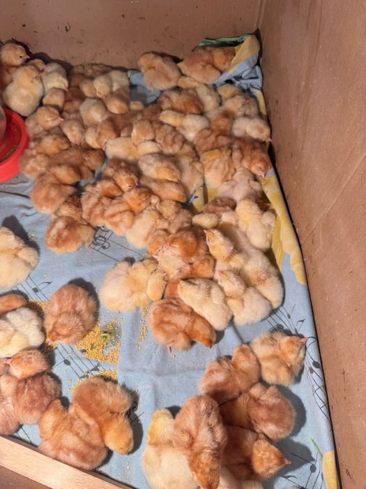 Продам цыплят ломан браун