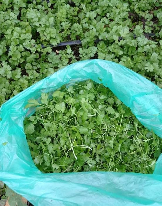 coriandru fresh tot anul incepand cu luna mai