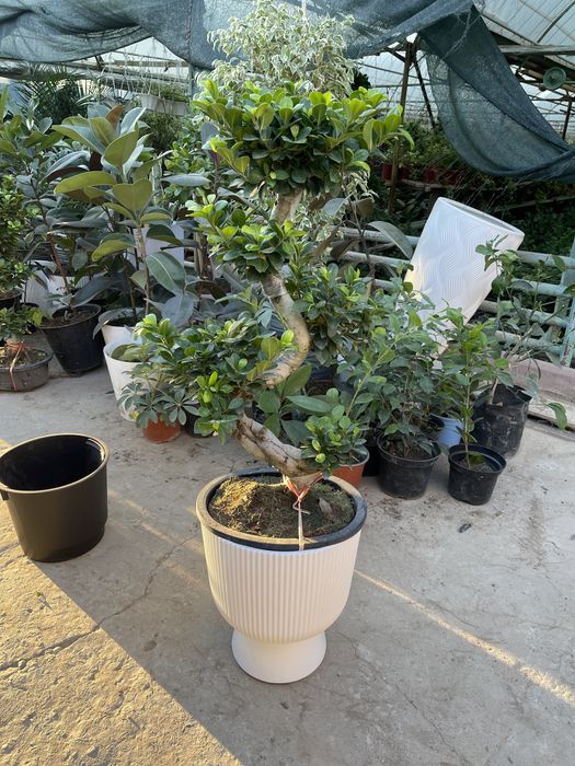 Комнатные растения оптом и в розницу