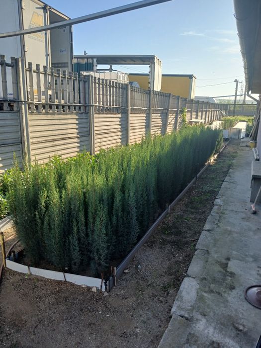 Vînd prunus laurocerasus,,chiparos tottem,albiția ,