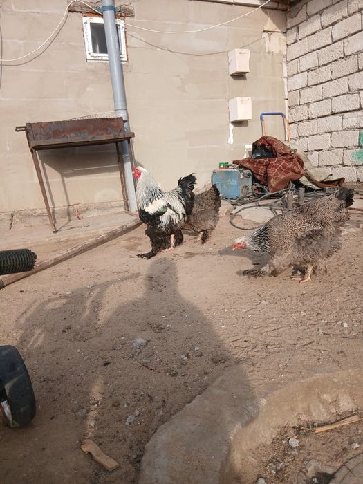 Инкубационное яицо брамы