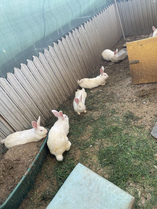 Iepuri neozeelandezi albi de vânzare – sănătoși și bine îngrijiți