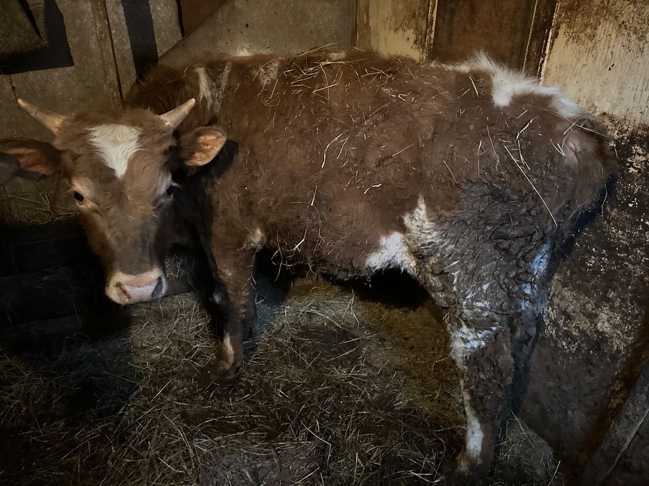 продам 3 бычка и 1 телочку