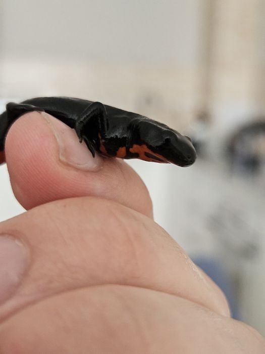 Китайский огнебрюхий тритон.