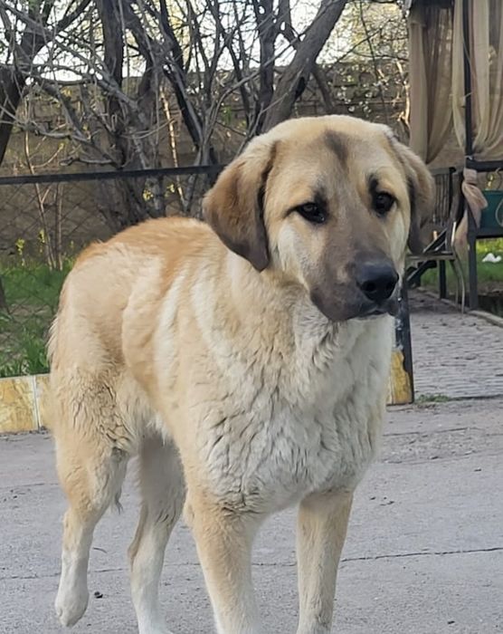 Продам собаку Тобет мужик