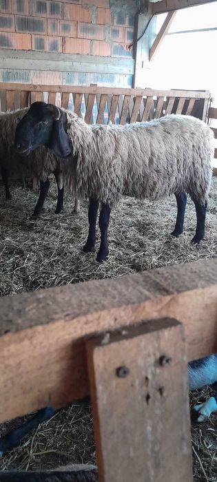 Berbeci carabasi originali