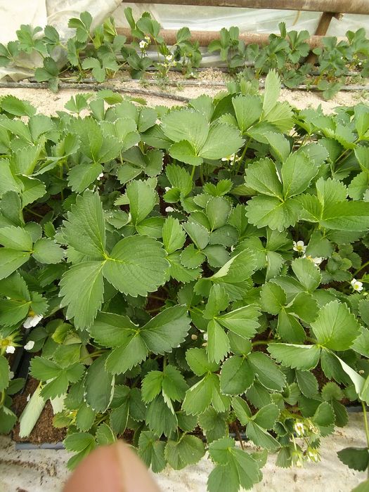 Qulupnay kochatlari sotuvda