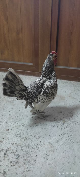 Yapon xoroz toza zot