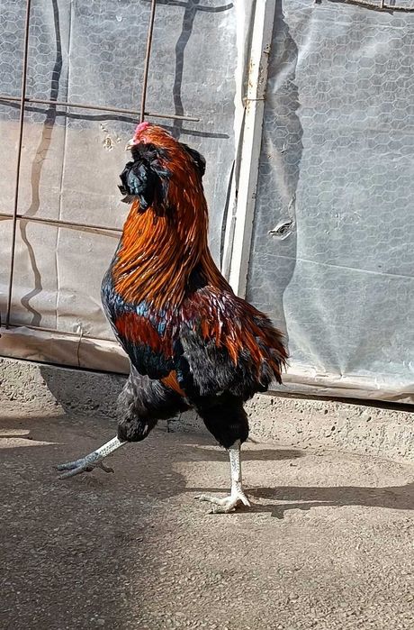 Cocos araucana 2025