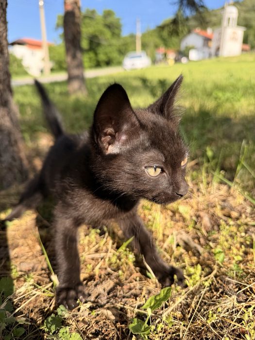 Мъжко бебе коте
