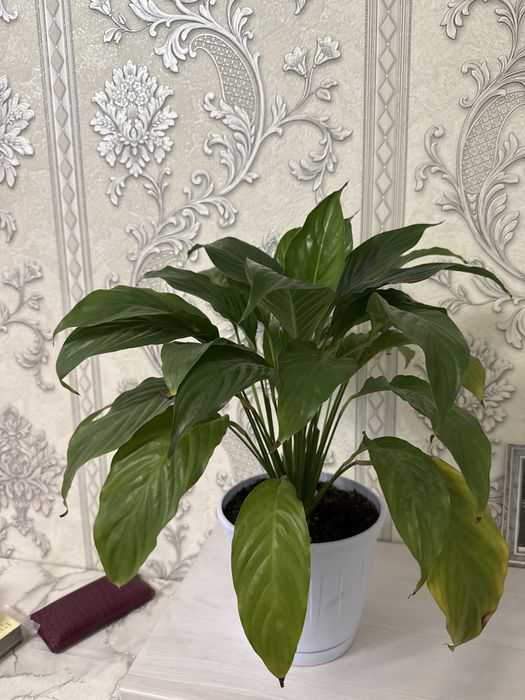 Комнатные цветы…