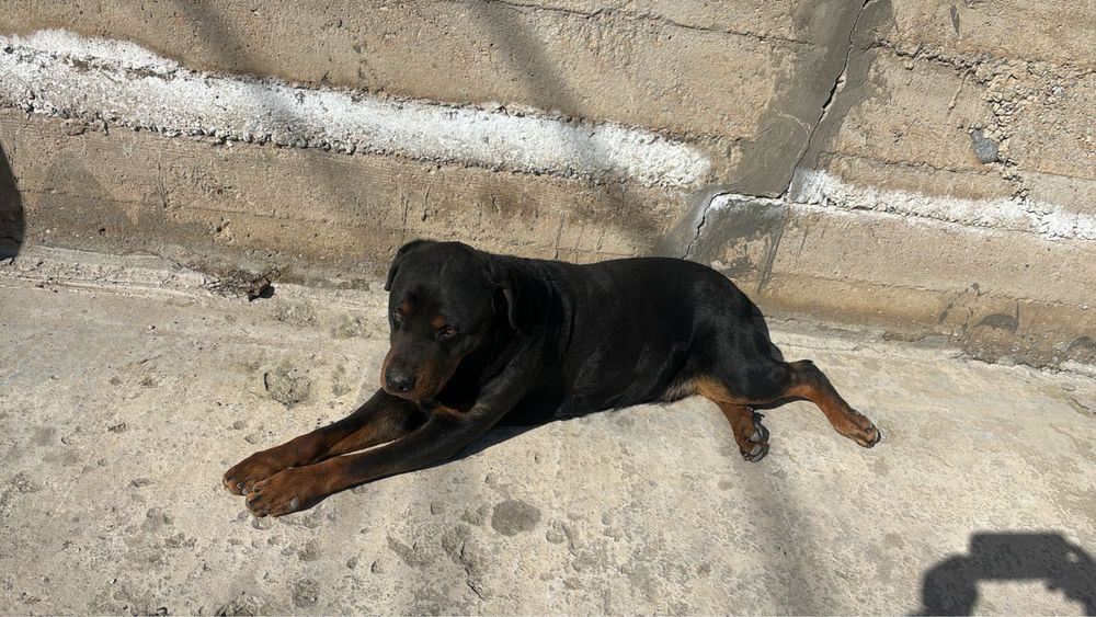 Отдам даром, ротвейлер