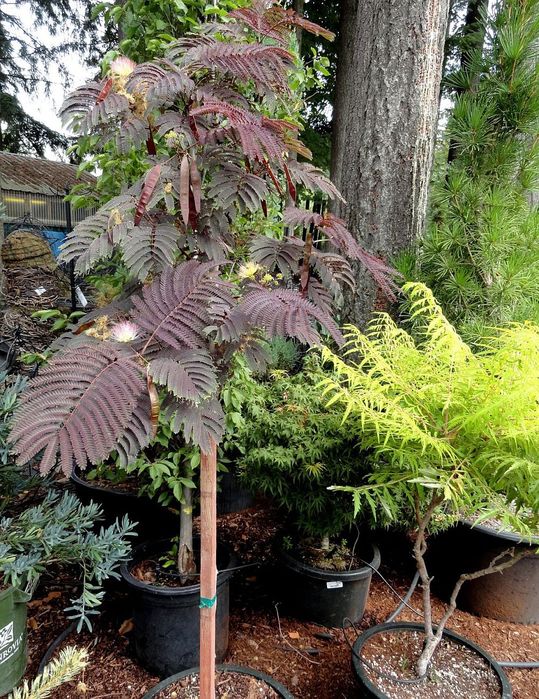 Albiția summer chocolatte diferite mărimi