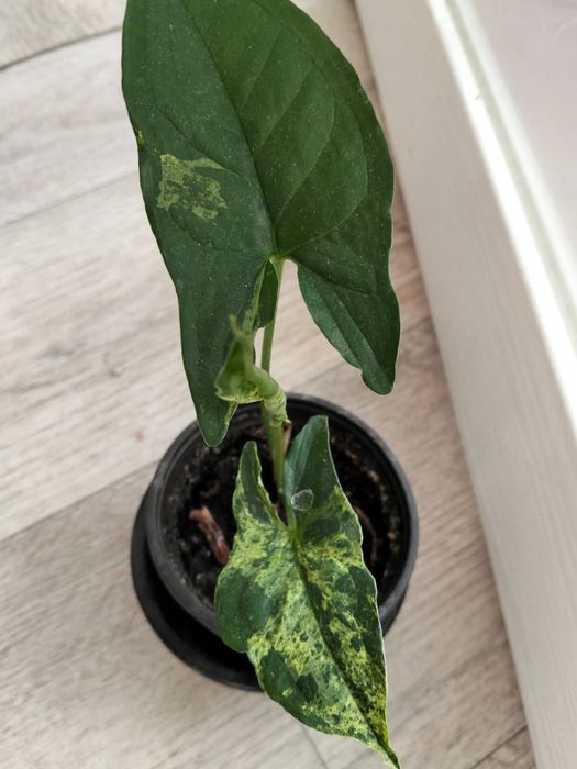 Продаются комнатные цветы