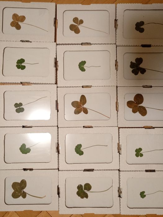 Четирилистна детелина