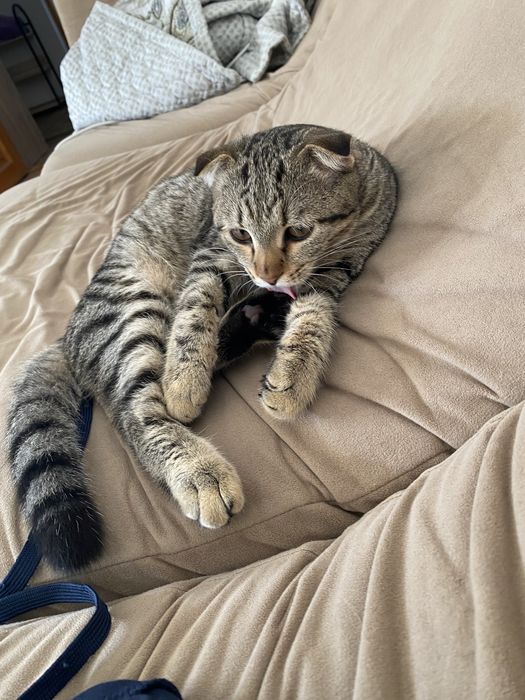 кот породный британский