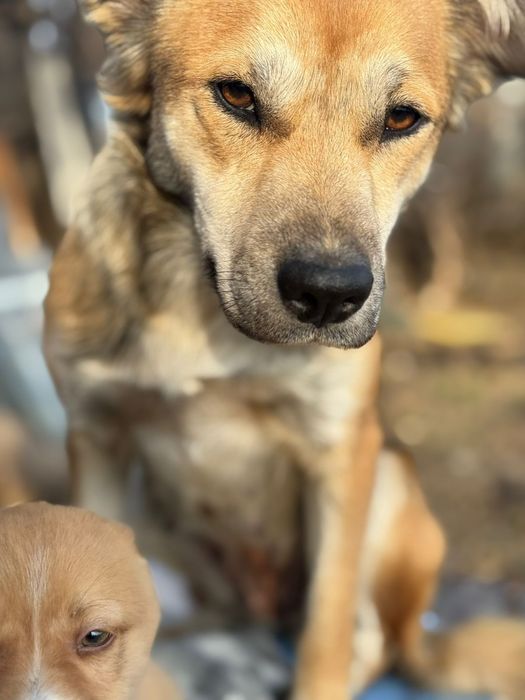 Отдам в добрые руки