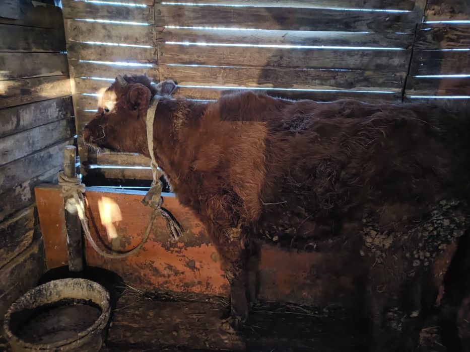 баспак сатамыз 2 ургашы