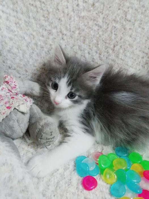 Продам котят полукровок