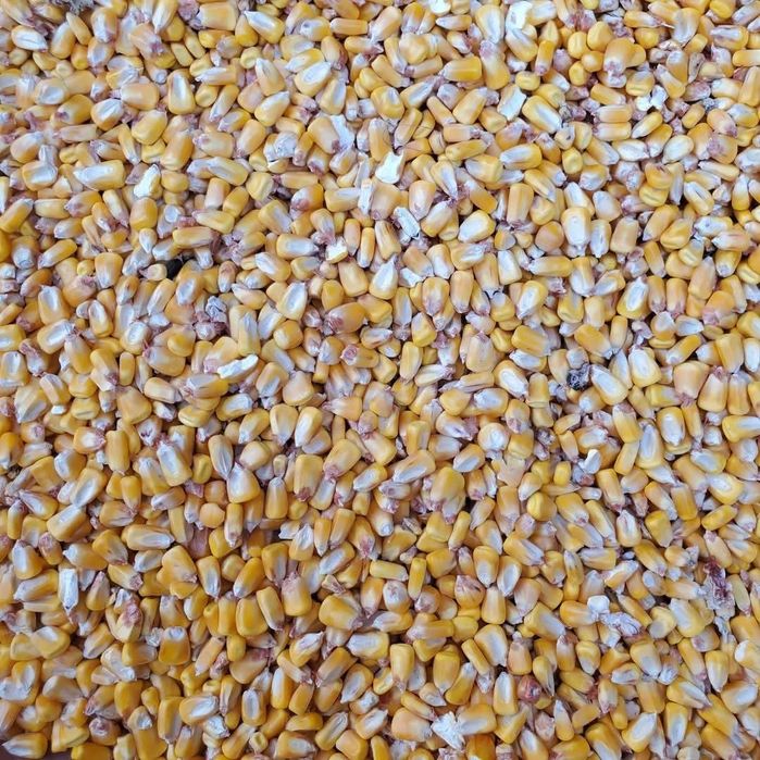 Vând porumb și grau recoltă 2025 uscat