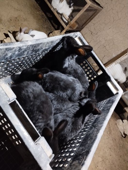 Қуйон калифорния хамда полтовской серебро