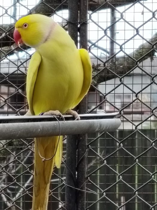 Papagalii diferite specii