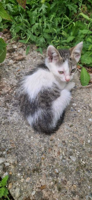 Pisoi pentru adoptie