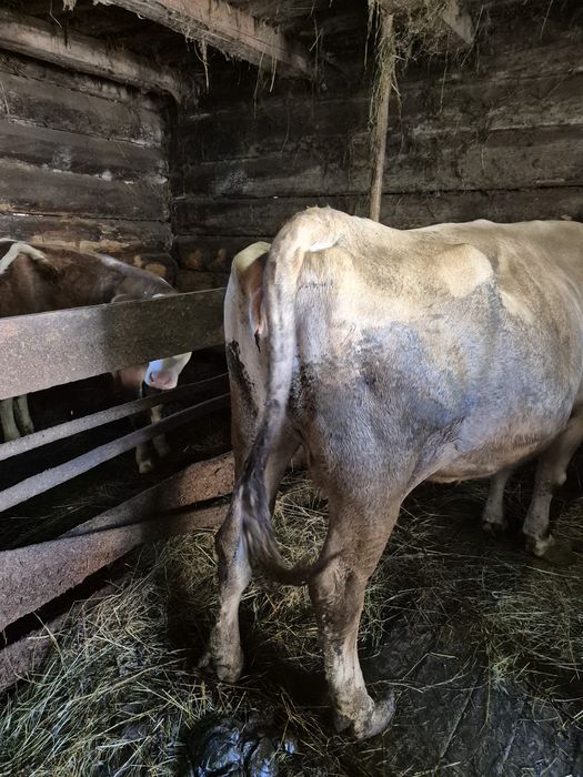 Vacă de 10 ani gestantă de 8 luni