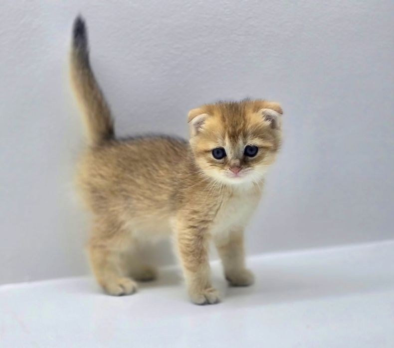 ВисЛоуХий шОтлАндскИй коТик