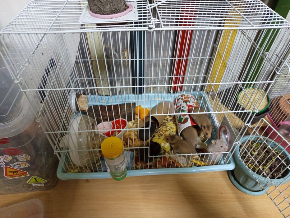 Продаю хомиков серийских