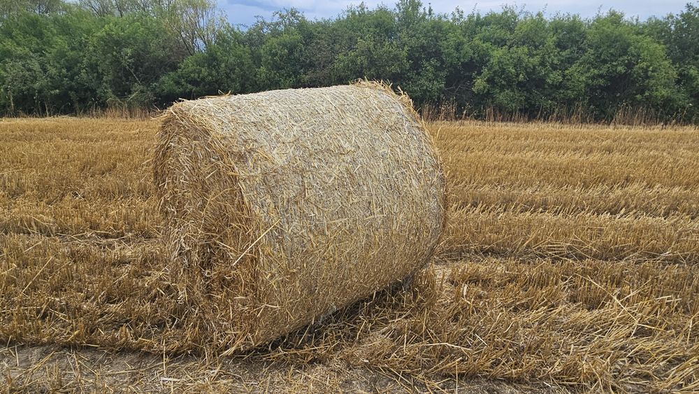 Baloți paie de grâu