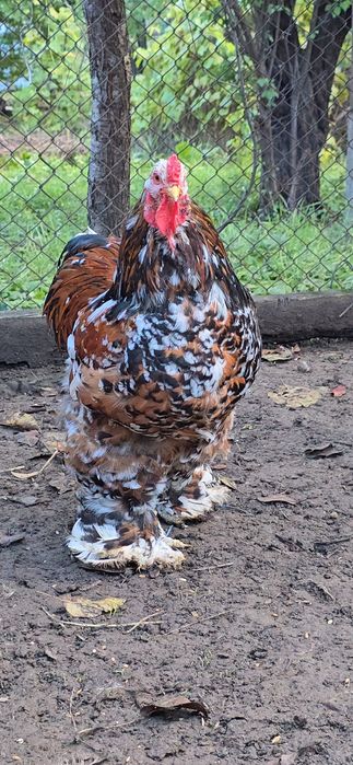 Brahma diferite varietati de culoare