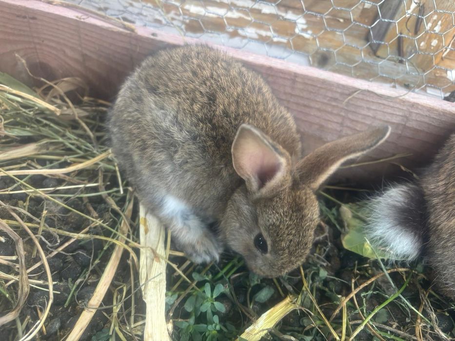 Vând iepuri cap de leu curcit cu iepure de casa