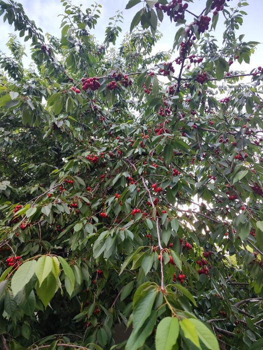 Продам часть дома