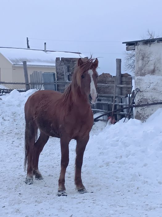 Жылқы Айғыр 5жас