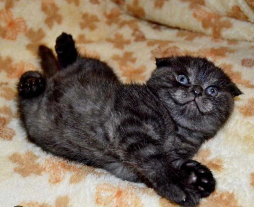 Продам вислоухих Скоттиш-фолдов