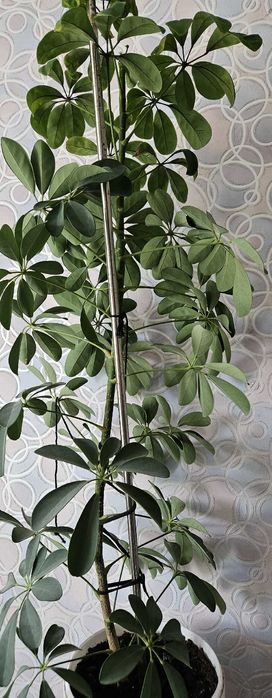 Комнатное растение Шеффлера