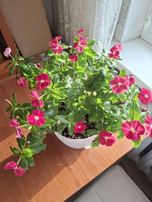 Домашний Катарантус