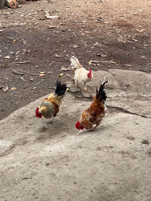 Schimb cocoșei cu fazani