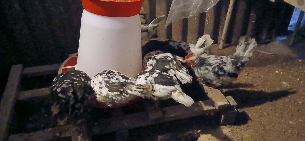 Vând puicuțe și cocoșel americani..